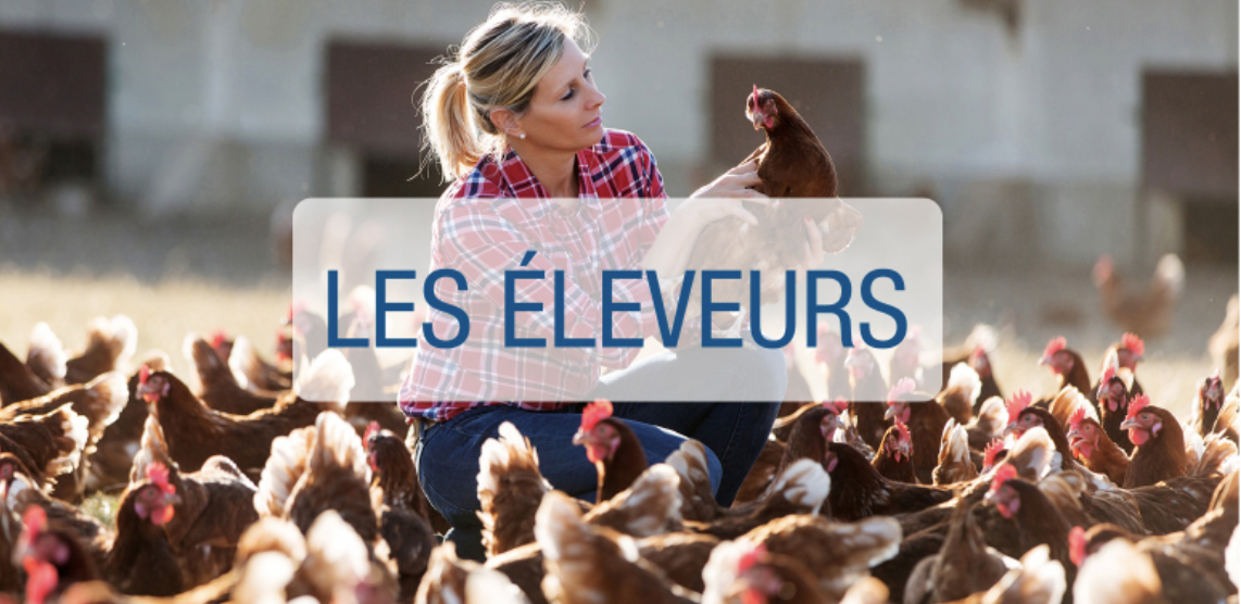 galline frais elevages